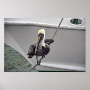 Brauner Pelikan balanciert auf einem Seil, Florida Poster