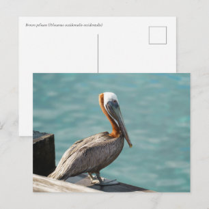 Brauner Pelikan Martinique Karibische Tierwelt Postkarte