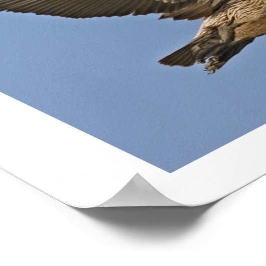 Brauner Pelikan Poster (Ecke)