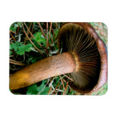 Brauner Pilz in grüner Klee Magnet (Horizontal)