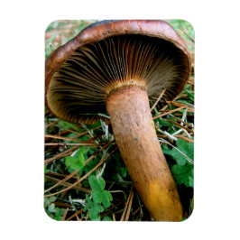 Brauner Pilz in grüner Klee Magnet