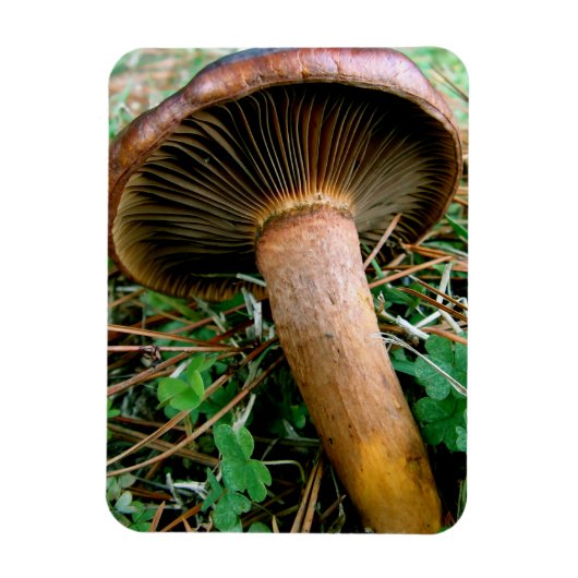 Brauner Pilz in grüner Klee Magnet (Vertikal)
