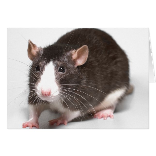 Brauner Ratte mit weißem Blaze auf der Nase (Vorderseite (Horizontal))