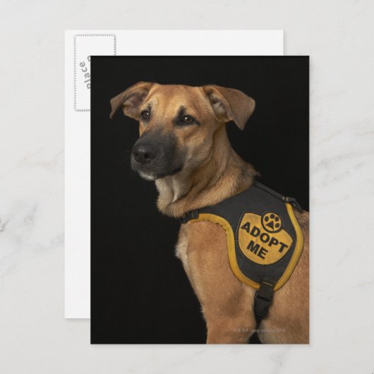 Brauner Rettungshund mit adoptiert Weste Postkarte (Vorne/Hinten)