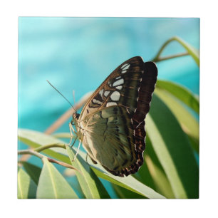Brauner Schmetterling geschlossene Flügel Fliese
