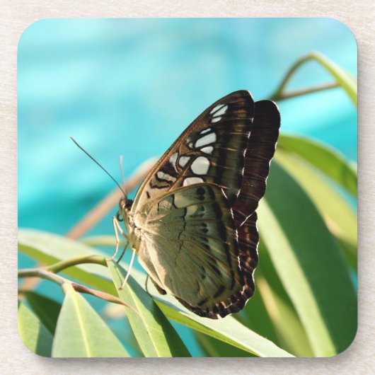 Brauner Schmetterling geschlossene Flügel Getränkeuntersetzer (Vorderseite)