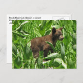 Brauner schwarzer Bärenkub, Josemit Postkarte (Vorne/Hinten)