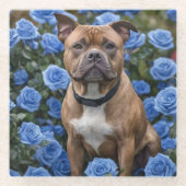 Brauner Staffy im Garten mit blauer Rose, Glasuntersetzer (Vorderseite)