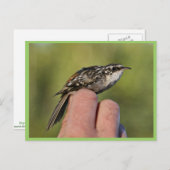 Brauner Strampler Postkarte (Vorne/Hinten)