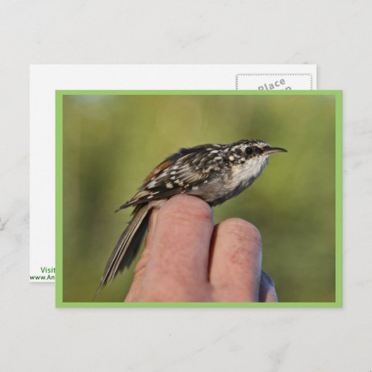 Brauner Strampler Postkarte (Vorne/Hinten)