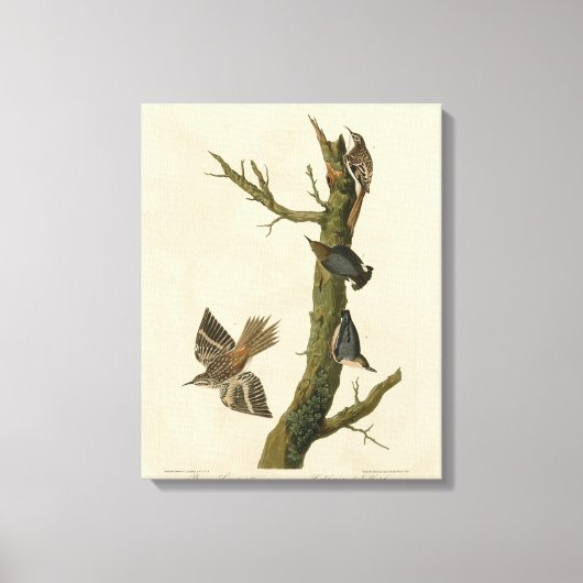Brauner Strampler, Pygmäen-Nuthatch von Audubons V Leinwanddruck (Vorderseite)