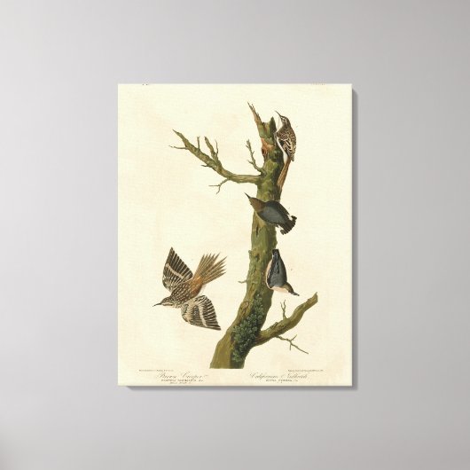 Brauner Strampler, Pygmäen-Nuthatch von Audubons V Leinwanddruck (Vorderseite)