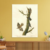 Brauner Strampler, Pygmäen-Nuthatch von Audubons V Leinwanddruck (Insitu (Wohnzimmer))