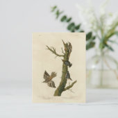 Brauner Strampler, Pygmäen-Nuthatch von Audubons V Postkarte (Stehend Vorderseite)