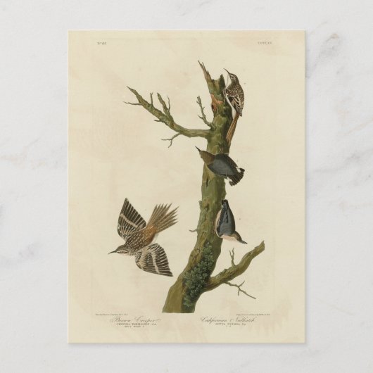 Brauner Strampler, Pygmäen-Nuthatch von Audubons V Postkarte (Vorderseite)