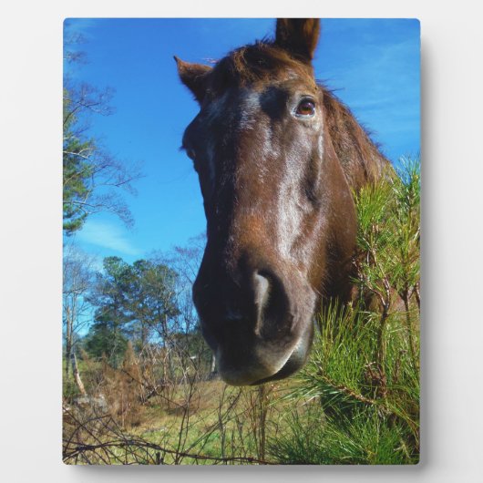 Brauner und cremefarbener Himmel Fotoplatte (Vorderseite)