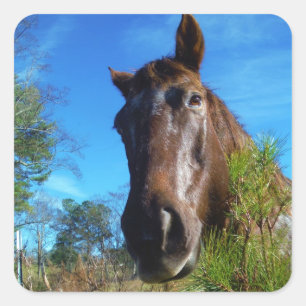 Brauner und cremefarbener Himmel Quadratischer Aufkleber