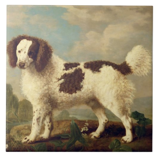 Brauner und weißer Norfolk oder Wasser Spaniel, 17 Fliese (Vorderseite)
