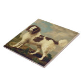 Brauner und weißer Norfolk oder Wasser Spaniel, 17 Fliese (Seite)