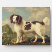 Brauner und weißer Norfolk oder Wasser Spaniel, 17 Fotoplatte (Vorderseite)