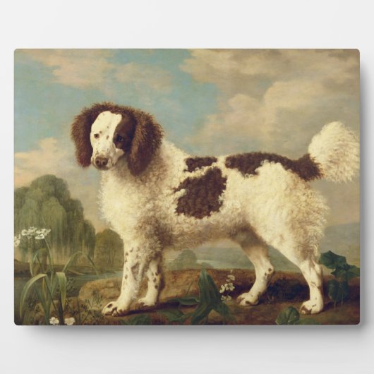 Brauner und weißer Norfolk oder Wasser Spaniel, 17 Fotoplatte (Vorderseite)
