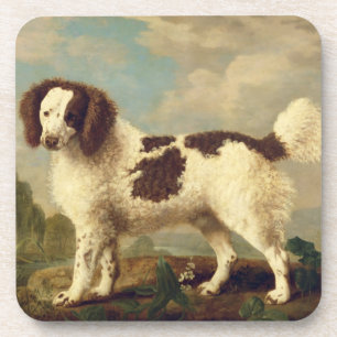 Brauner und weißer Norfolk oder Wasser Spaniel, 17 Getränkeuntersetzer