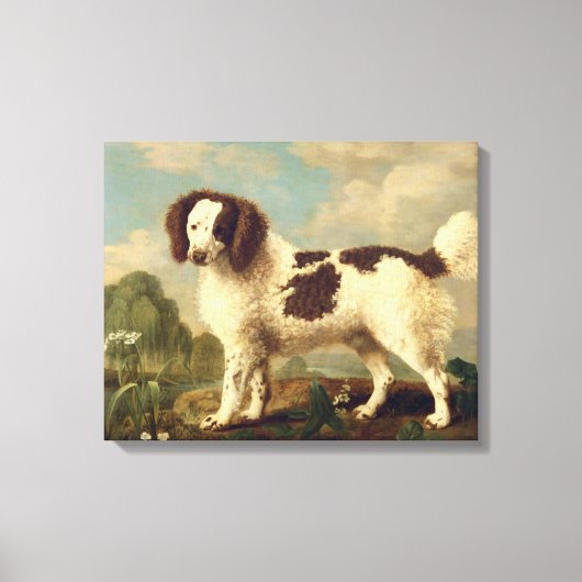 Brauner und weißer Norfolk oder Wasser Spaniel, 17 Leinwanddruck (Vorderseite)