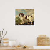 Brauner und weißer Norfolk oder Wasser Spaniel, 17 Poster (Küche)