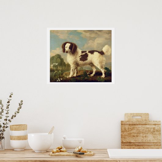 Brauner und weißer Norfolk oder Wasser Spaniel, 17 Poster (Küche)