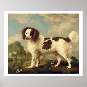 Brauner und weißer Norfolk oder Wasser Spaniel, 17 Poster