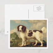 Brauner und weißer Norfolk oder Wasser Spaniel, 17 Postkarte (Vorne/Hinten)