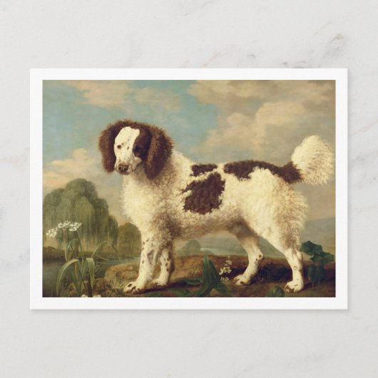 Brauner und weißer Norfolk oder Wasser Spaniel, 17 Postkarte (Vorderseite)