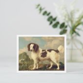Brauner und weißer Norfolk oder Wasser Spaniel, 17 Postkarte (Stehend Vorderseite)