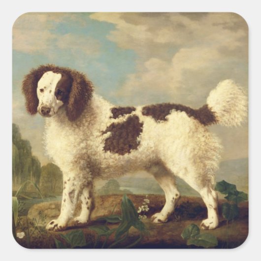 Brauner und weißer Norfolk oder Wasser Spaniel, 17 Quadratischer Aufkleber (Vorderseite)