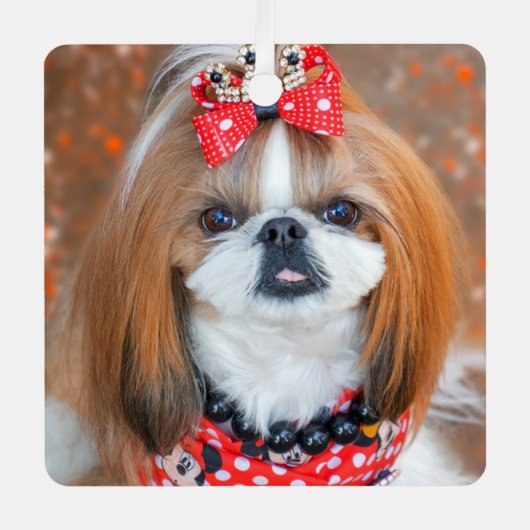 Brauner und weißer Schih Tzu Welpenhund Ornament Aus Metall (Vorderseite)