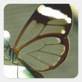 Brauner weißer und lichtdurchlässiger Flügelbutt Quadratischer Aufkleber