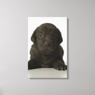 Brauner Welpe, Portrait, nah-up Leinwanddruck