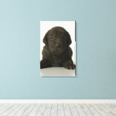 Brauner Welpe, Portrait, nah-up Leinwanddruck (Insitu (Holzboden))