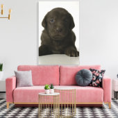 Brauner Welpe, Portrait, nah-up Leinwanddruck (Insitu (Wohnzimmer))