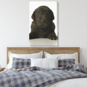 Brauner Welpe, Portrait, nah-up Leinwanddruck (Insitu (Schlafzimmer))