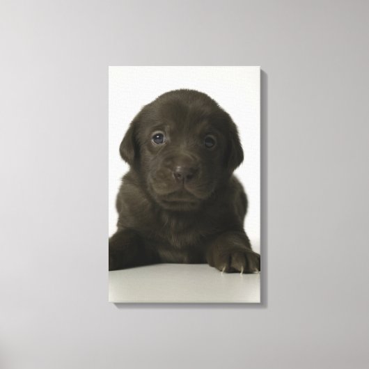 Brauner Welpe, Portrait, nah-up Leinwanddruck (Vorderseite)
