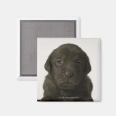 Brauner Welpe, Portrait, nah-up Magnet (Vorderseite/Rückseite)