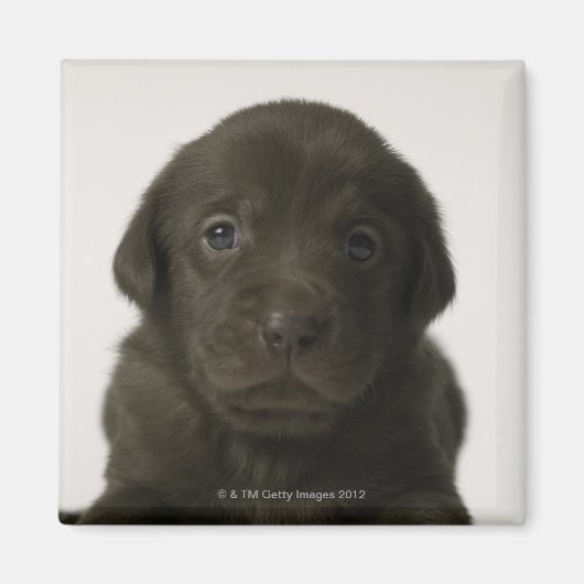 Brauner Welpe, Portrait, nah-up Magnet (Vorne)