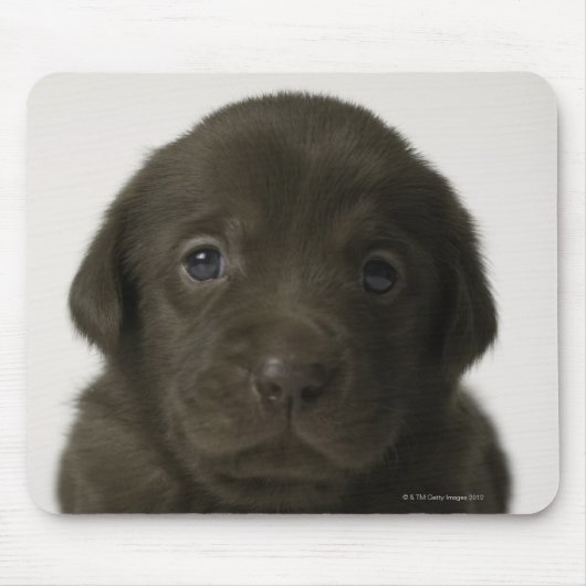 Brauner Welpe, Portrait, nah-up Mousepad (Vorne)