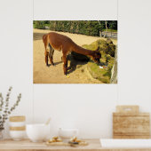 Braunes Alpaca-Tier Poster (Küche)