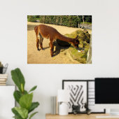 Braunes Alpaca-Tier Poster (Heimbüro)