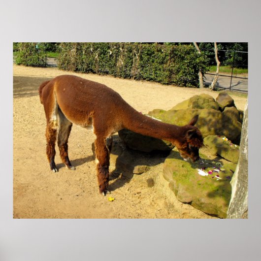Braunes Alpaca-Tier Poster (Vorne)