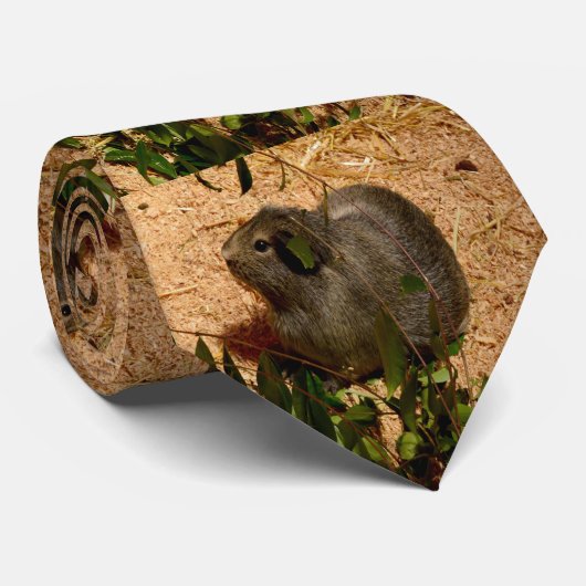 Braunes Guinea Pig, Krawatte (Gerollt)