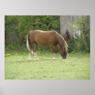 Braunes Kastanienbraunes Pferd Weidende Poster