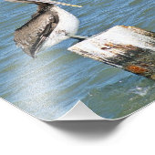 Braunes pelikanisches Foto (Ecke)